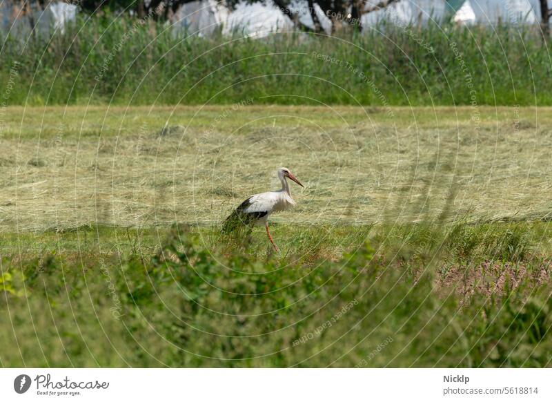 A stork in the field (white stork, rattling stork) Stork White Stork Bird Germany Field Meadow Straw Black Orange Wild animal Animal Nature Deserted