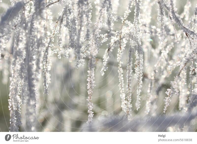 icy curtain Hoar frost ice crystals grasses Suspended chill Winter Cold Frost Frozen winter Freeze Winter mood White Exterior shot Winter's day Deserted Seasons