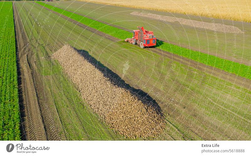 Aerial view on pile of harvested ripe sugar beet Above Agricultural Agriculture Agronomy Autumn Beet Bunch Combine Country Crop Cultivated Cut Farming Farmland