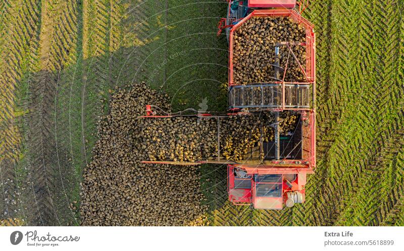 Aerial view of combine, harvester machine unloading ripe sugar beet Above Agricultural Agriculture Autumn Beet Bunch Cargo Combine Conveyor Country Crop