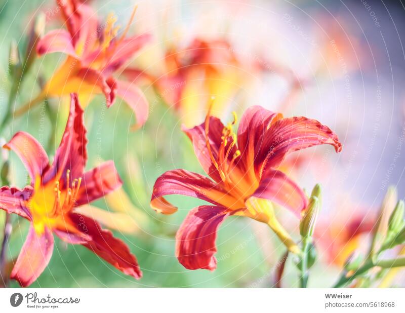 The lilies glow in warm colors in the sunlight Daylily Flower Blossom yellow-red flora wax Plant cheerful variegated pretty Garden Bed (Horticulture) Nature