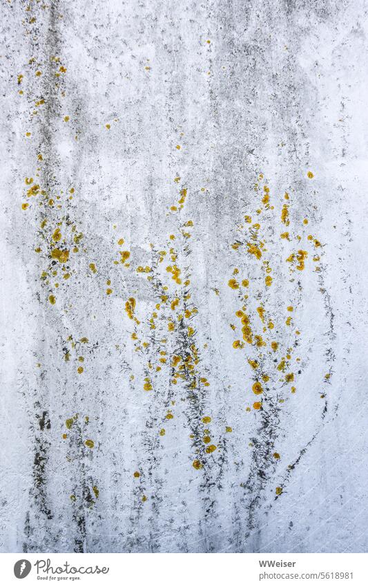 Lichen and remains of a climbing plant on a formerly white wall Wall (building) Wall (barrier) Abstract White Plaster Plastered Old lichen blotch blotchy Yellow
