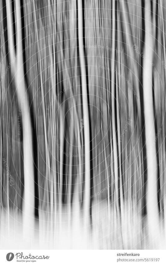 Winter forest ghosts Forest Tree trees Tree trunk tree trunks Snow snowed in blurred ICM ICM technology black-white hazy abstract photography blurriness