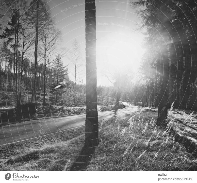 At full speed through the Lusatian Oberland Landscape Forest Nature Environment Exterior shot Deserted Black & white photo Plant Tree Tree trunk Sun Back-light