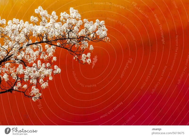 Blossoming Cherry blossom Red Wall (building) Spring Twigs and branches Cherry tree luscious wax Growth Romance Tree Colour