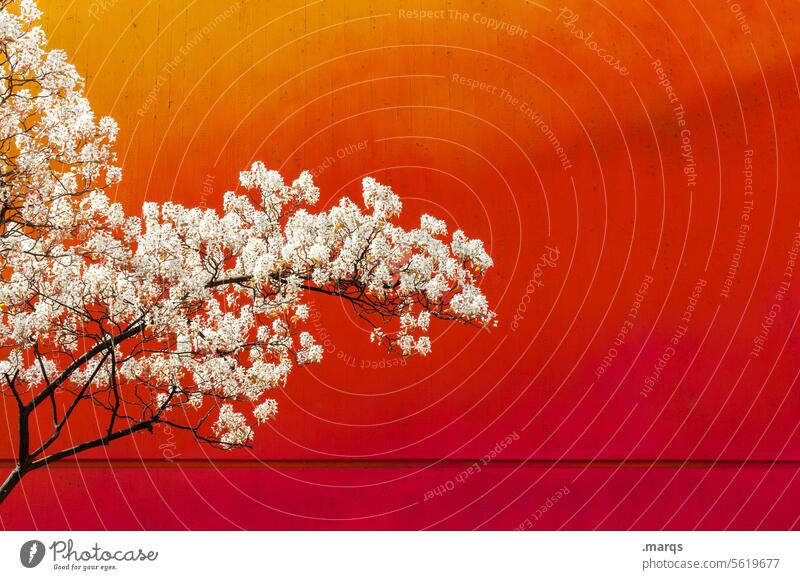 cherry Cherry blossom Colour Red Spring Wall (building) Twigs and branches Blossoming Cherry tree Tree Romance Growth wax luscious Spring fever Orange Yellow