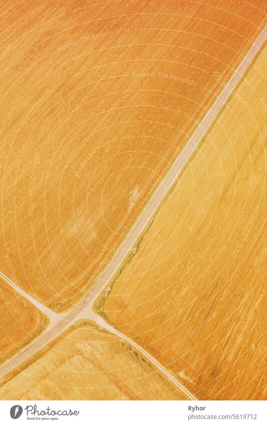 yellow Clusters Of Agricultural Fields Sown With Different Crops. Aerial View country road through fields. Golden Wheat Agricultural Summer Season. Countryside Rural Fields Landscape,