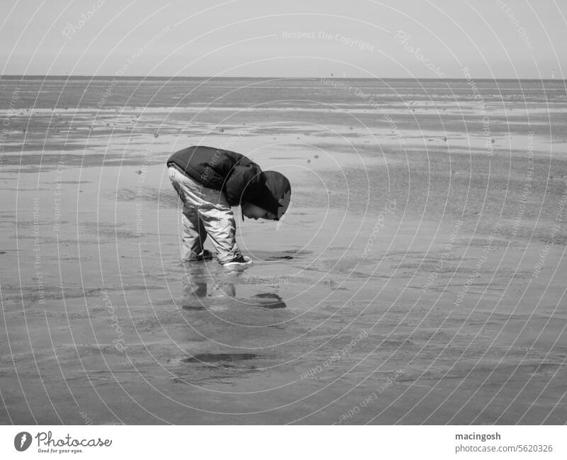 Little boy (3-4 years) observes lugworms North Sea North Sea coast Beach vacation Nature Summer Landscape Relaxation watt Mud flats Low tide voyage