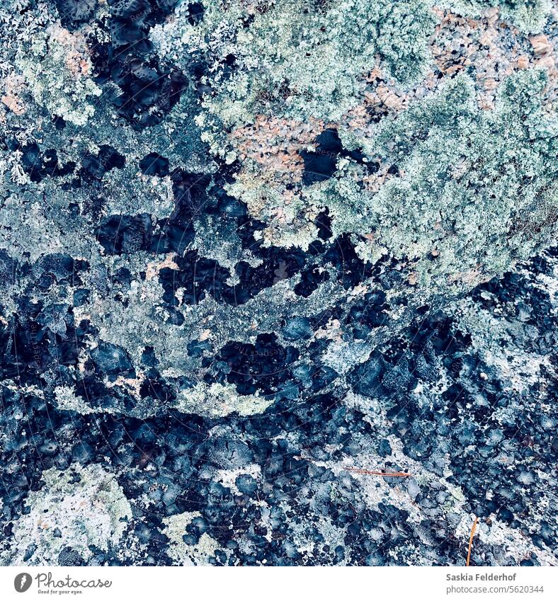 Granite rocks covered in lichens Lichen Stone Rock boulder nature texture abstract pattern detail natural pastel Pastel tone rough surface gray closeup