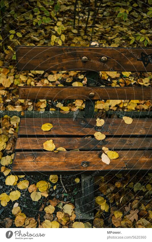 secure bank Bench Autumn foliage leaves Yellow Sit Wooden bench Autumnal Nature autumn mood Autumnal colours Seasons Transience Tree Exterior shot