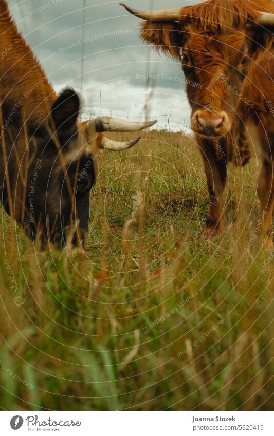 Cows grazing in Pasture cows Farm farmlife Grass Farm animal Highland cattle