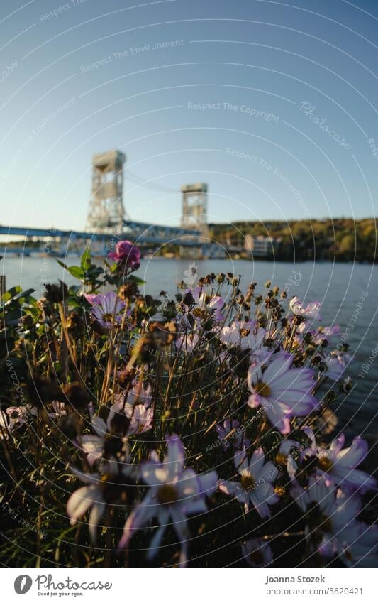 Flowers with Bridge in background Lake superior flowers lift bridge Michigan Nature