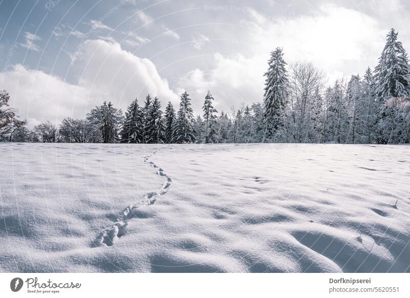 Snow-covered meadow with animal tracks winter landscape White Cold Winter Ice trees Meadow Landscape Wintertime Christmas Tracks Animal tracks Traces of snow