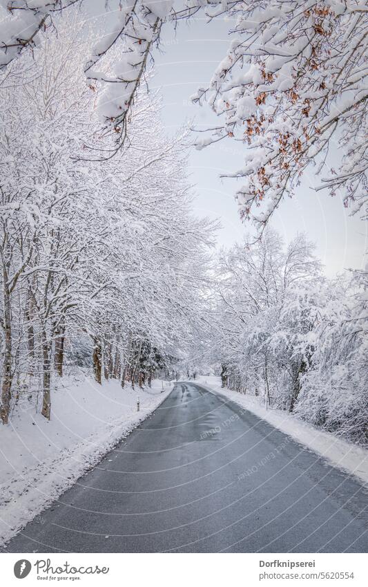 Country road in a snow-covered winter landscape Snow Winter Avenue avenue trees Winter mood Wintertime Street Landscape landscape photography snowed in off