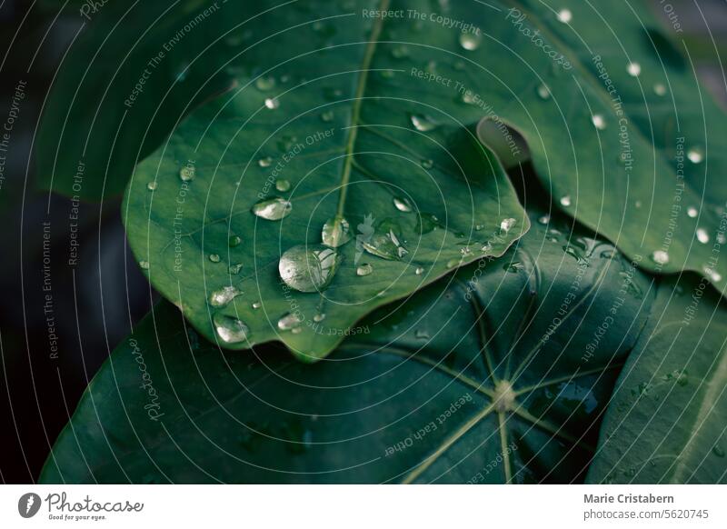Close-up of fresh water droplets on a vibrant green leaf texture background nature plant macro wet environment spring raindrop flora summer detail calm soothing
