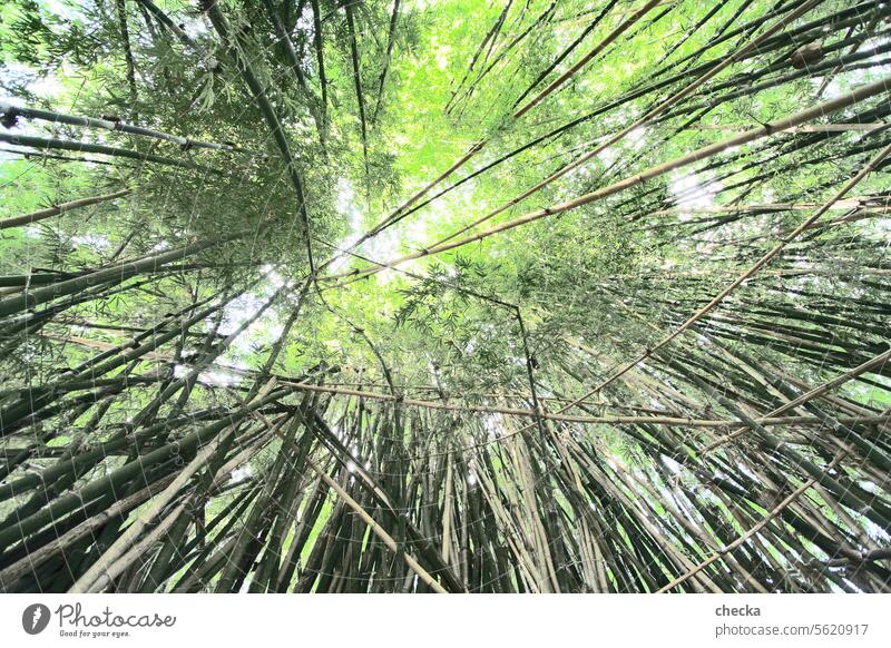 bamboo forest Colour photo Exterior shot Structures and shapes Deserted Twilight Deep depth of field Central perspective Environment Nature Plant Summer