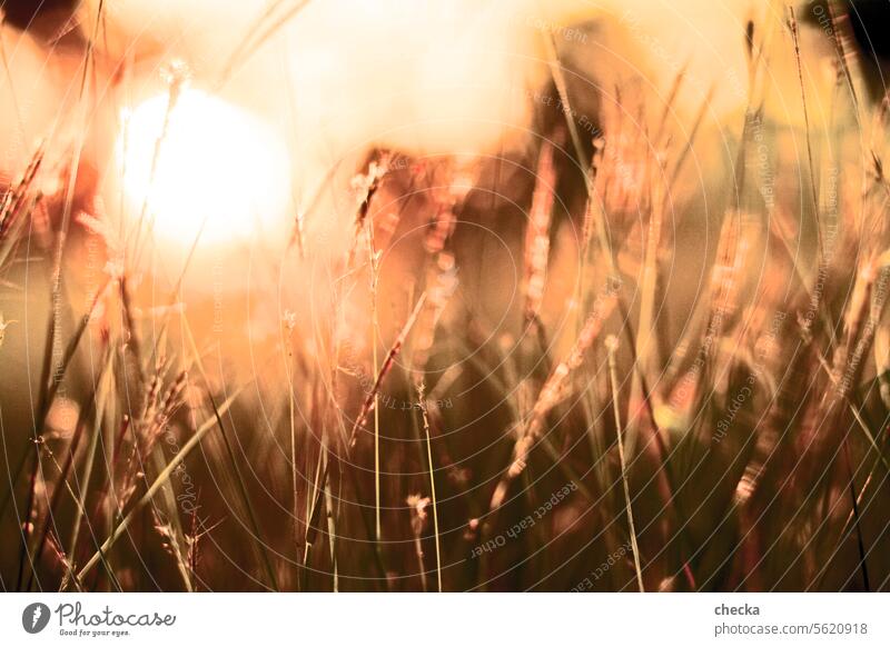 Grasses, Sunset, Golden Hour Day Life Truth Warm-heartedness Optimism Anticipation Joie de vivre (Vitality) Contentment Happiness Happy Moody Field