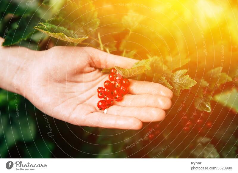 Ripe Redcurrant Red Currant Berries Lie In The Lady's Palm During Picking Berries In Fruit Garden. Summer Harvest Concept. Scenic View Bright Sunbeams. Genetically Modified Food Concept