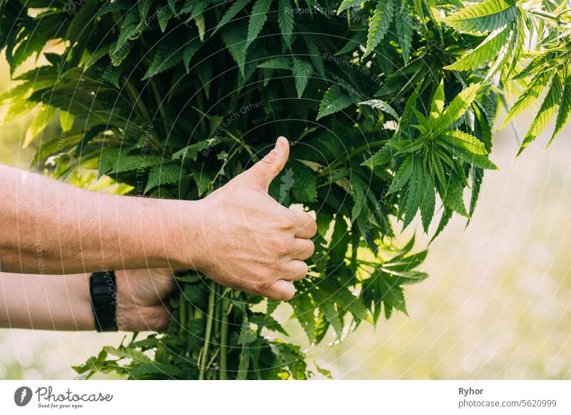 Man Holding Heap Bunch Legal Green Marijuana Cannabis Sprout In His Hands And Showing Finger Up. Cannabis Beautiful Marijuana Cannabis Plant. Close Up heap