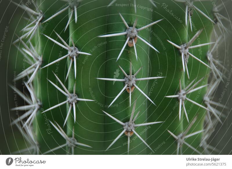 Detail of spiny green cactus Cactus prickles Cactus spines Green detail Thorny defense repulse sb./sth. vindicate Plant cactuses family Hot warm ardor Sparse