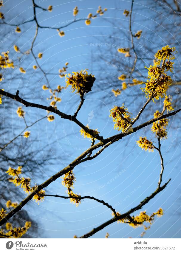 Yellow witch hazel against a blue sky Hamamelis japonica shrub Blossom Blue sky Plant Spring Winter Bushes winter flowering plants branches twigs Sunlight