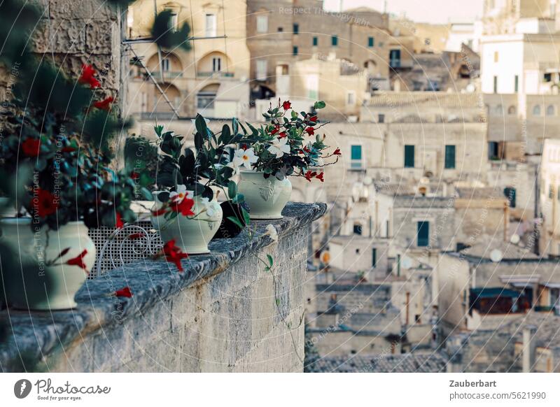 Flower pots with red flowers on a wall, buildings in Matera in the background matera Red White Pottery Porcelain Ancient Town urban stonewall Masonry Old