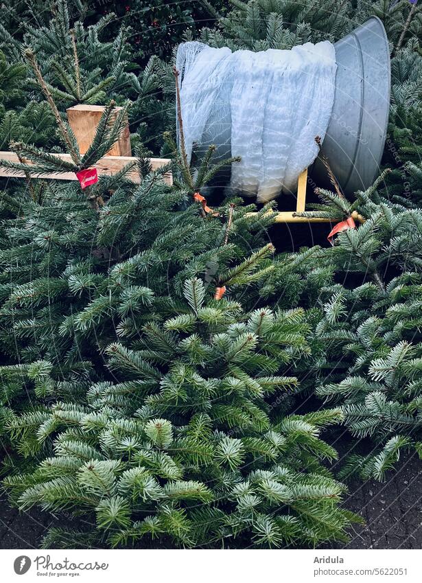 Buy a Christmas tree Fir tree Shopping fir tree twigs Christmas & Advent Tradition pre-Christmas period Anticipation