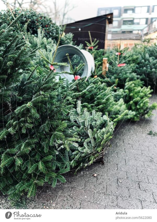 Buy a Christmas tree Fir tree Shopping fir tree twigs Christmas & Advent Tradition pre-Christmas period Anticipation
