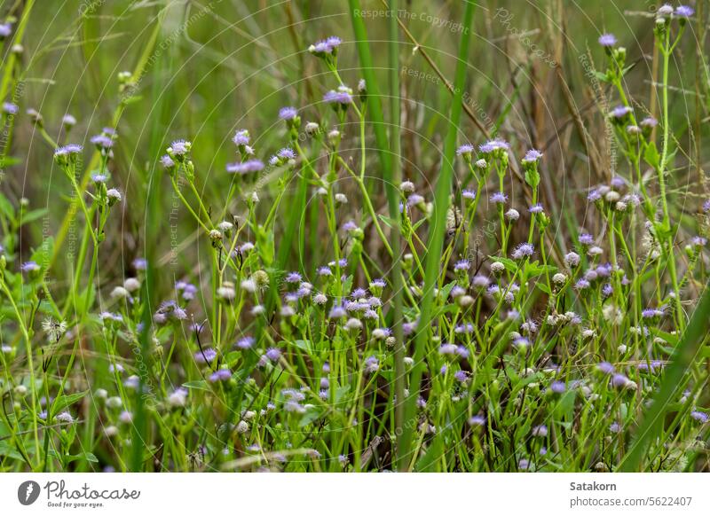 Flower of Praxelis in the grassland at the countryside violet purple green fresh freshness leaf weed nature morning praxelis Tropic Ageratum plant verdant