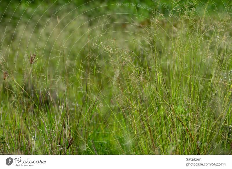 Grass flowers in the wasteland along the road grass wild outdoor nature dried plant background light field summertime landscape bokeh wildflowers