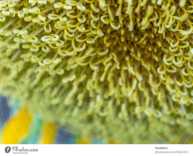 Close-up pollen and yellow petal of sunflowers summer bright insect field nature plant natural floral outdoor inflorescence petals seeds yellow flower sunlight