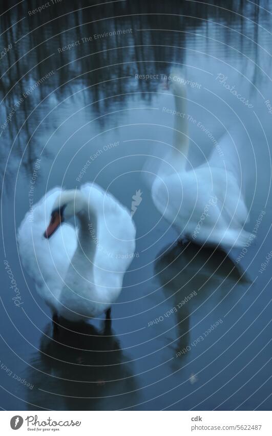 Dream sequence: the white swan as a symbol of light in the darkness. Swan Bird Water Lake pond Animal Reflection Pond Feather feathers feathered Elegant