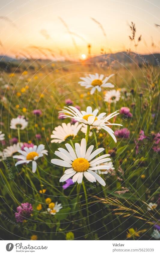Blossoming meadow flowers in a pristine field in Beskydy mountains, Czech Republic. Sunset with daisies at golden hour daisy sunbeam outside beskydy mountains