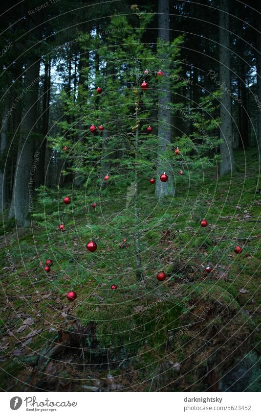 Christmas tree with red baubles in a forest Christmas & Advent Christmas decoration Decoration Christmassy fir tree Christmas mood Christmas tree decorations
