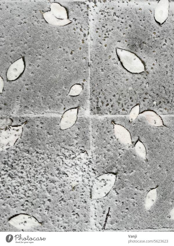 Leaves on icy ground leaves loose Cold chill Winter Winter mood Seasons Snow snow-covered Ground Tile Winter's day White Frost Exterior shot Pattern winter