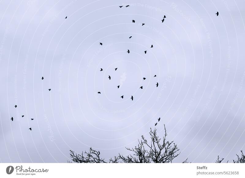 Birds above the treetops in the gray sky birds Flight of the birds grey sky Birds fly Sky Flock of birds bird migration Flying Winter's day Gray Free Air