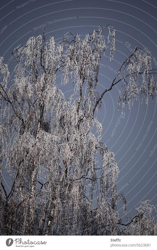a birch tree in winter Birch tree Hoar frost rime Frost chill Hoarfrost covered birch twigs Birch branches Frozen White Freeze Cold Blue somber winter cold