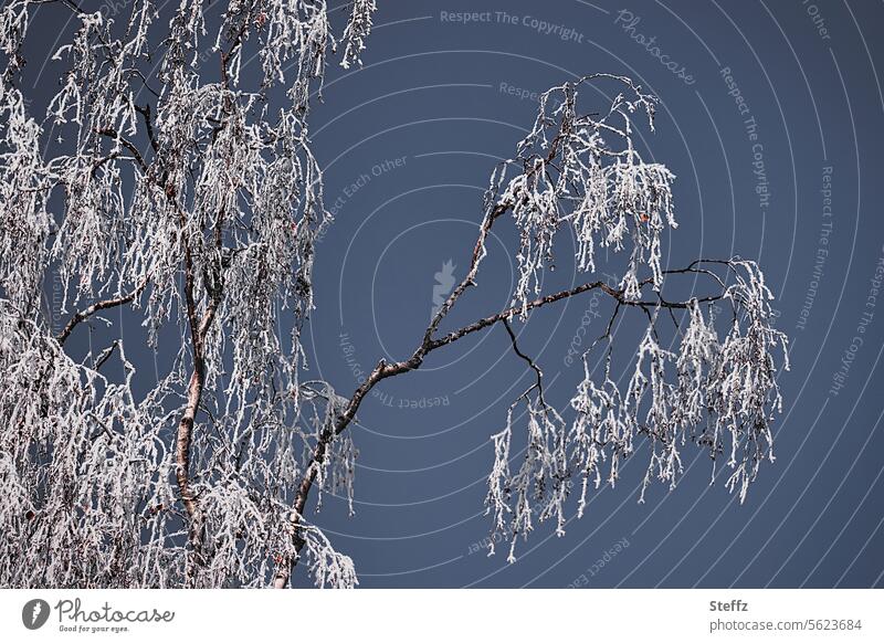 winter birch Birch tree Hoar frost rime Frost chill winter cold Freeze Cold White Hoarfrost covered iced icily Frozen Winter Frost December frost icy cold