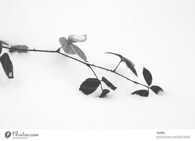 a sprig of roses sunk in the snow rose branch Snow snow-covered Snow layer winter chill winter cold snowbound sad tranquillity Loneliness Gray Resign Lonely