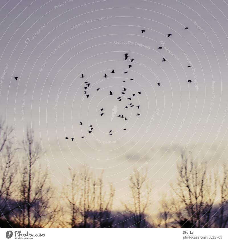 Flock of birds in the winter sky Flight of the birds Birds fly Sky Winter sky Flying bird migration leafless leafless trees tranquillity Twilight Air silent