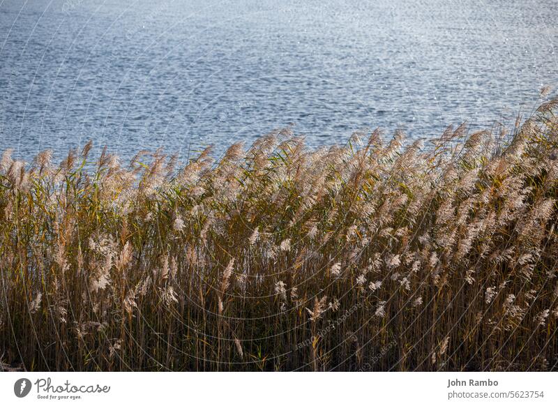 Phragmites australis, common reed - dense thickets in the daylight, lake water surface in the background, back lit. minimalistic horizontal Backlit summer