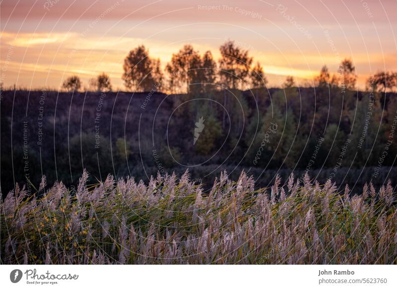 Phragmites australis, common reed - dense thickets in the daylight, horizon and trees on dusk sky in the background, back lit. minimalistic horizontal lake