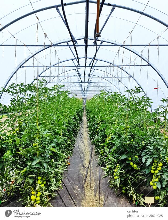 Nightshade plants in daylight ..... crazy world Tomato solanum Solanaceae Greenhouse Arch arched Packing film foil greenhouse Central perspective