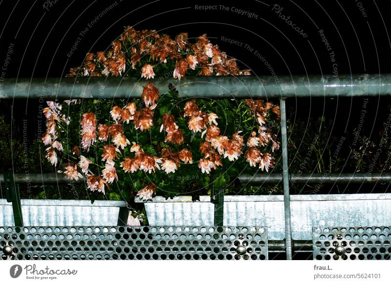 frozen Crysanthemum Balcony Evening Night blossom flash balcony box Winter mood Table