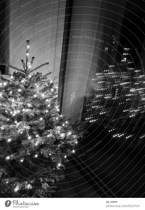 Christmas tree Christmas & Advent fir tree Christmassy Fir tree Christmas decoration Winter Feasts & Celebrations Christmas fairy lights Decoration Festive