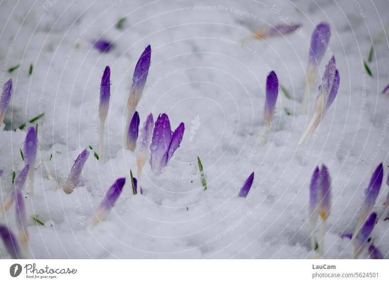 Welcoming rituals | Winter welcomes spring Spring Snow Crocus blossoms buds be budding approaching spring Spring fever herald of spring Spring flower