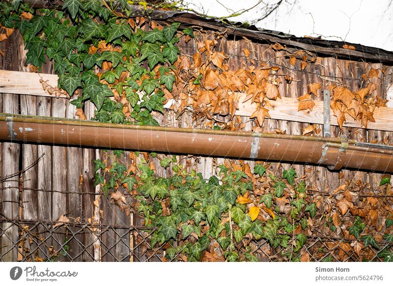Gutter in front of old, overgrown wooden shed Woodshed Wooden hut Eaves Overgrown Fence gem foliage Infrastructure board shed Creeper Tendril entwined Plant
