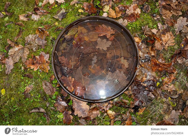 Light reflection in a round container filled with leaves and water Reflection Water foliage Autumn Wet Basin Round Circle Circular Meadow Moss Carpet Nature