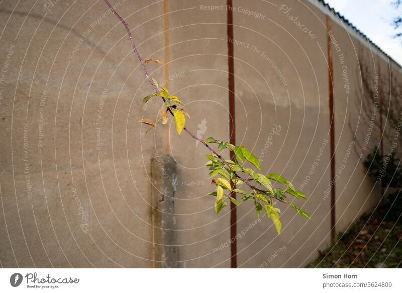 Wall and branch with green leaves Wall (barrier) Twig Twigs and branches Wall (building) Border Boundary Protection Barrier Safety Border demarcation Screening