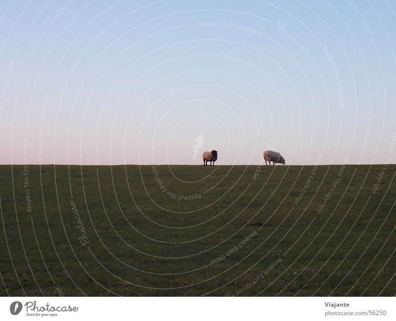 horizon sheep Calm Agriculture Forestry Nature Landscape Animal Sky Horizon Meadow Coast Farm animal Pair of animals Blue Green Sheep Sunset Germany